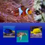 Which Is The Same Fish? for Clownfish and Friends