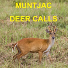 Activities of Muntjac Deer Calls Sounds for Big Game Hunting