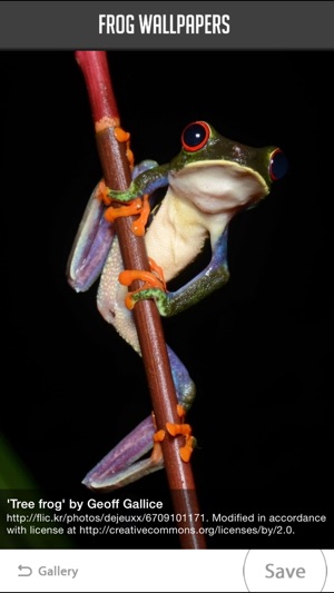 Frog Wallpapers(圖2)-速報App