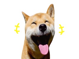Say 'hello' to Maru The Shiba Dog