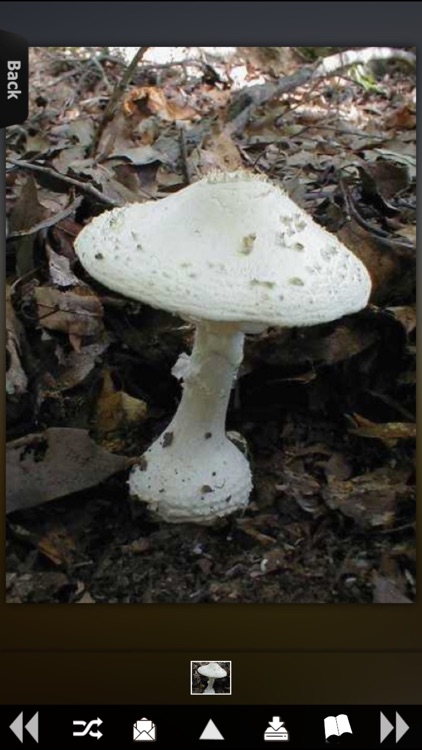 Mushrooms Encyclopedia
