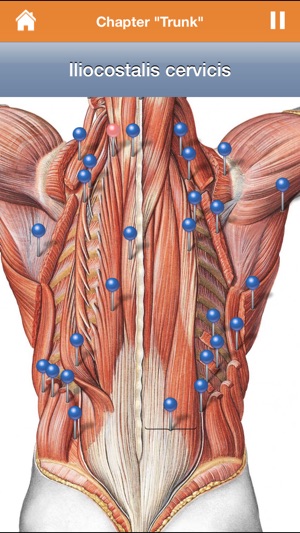 Sobotta Anatomy Atlas(圖2)-速報App
