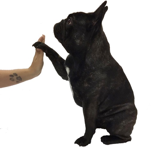StickiT Frenchie