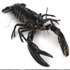 Lobster Premium Photos and Videos