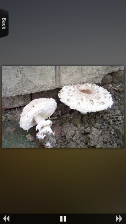 Mushrooms Encyclopedia screenshot-4