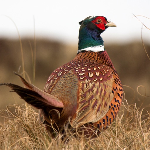 Pheasant Sounds