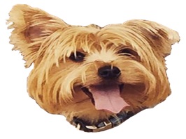 Pictures of the currently famous New York Dogs - Charlotte and Oliver, plus their neighbor Maggie