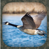Goose Hunting Calls