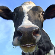 Vaca que habla