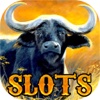 Diamond Buffalo Free-Slots Games to Play