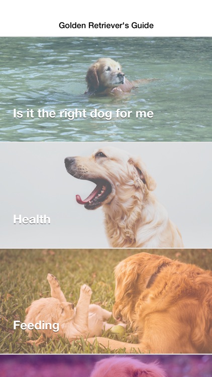 Golden Retriever: Dog Breed Guide