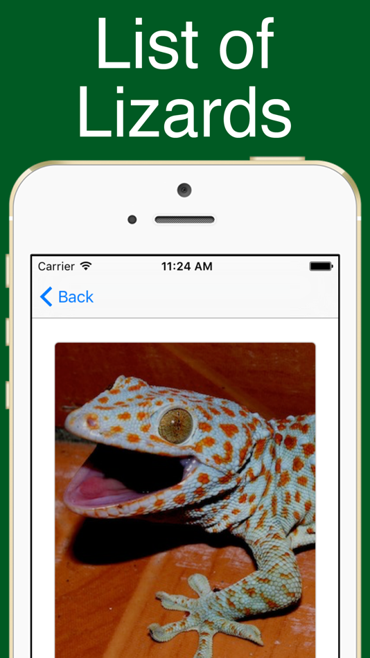 World Lizards! - 1.0.1 - (iOS)