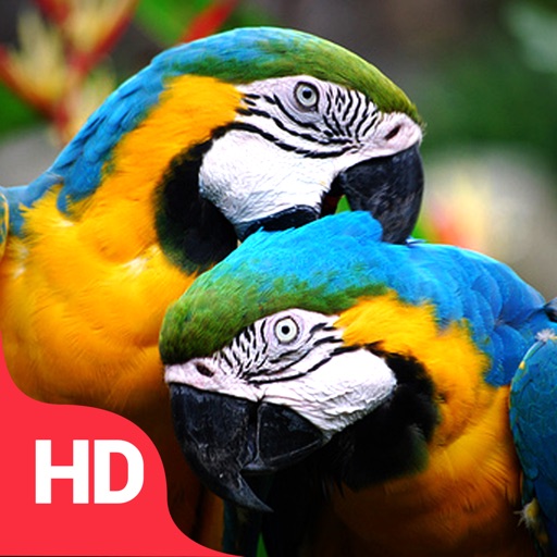 Beautiful Parrots Birds Wallpapers | Backgrounds iOS App