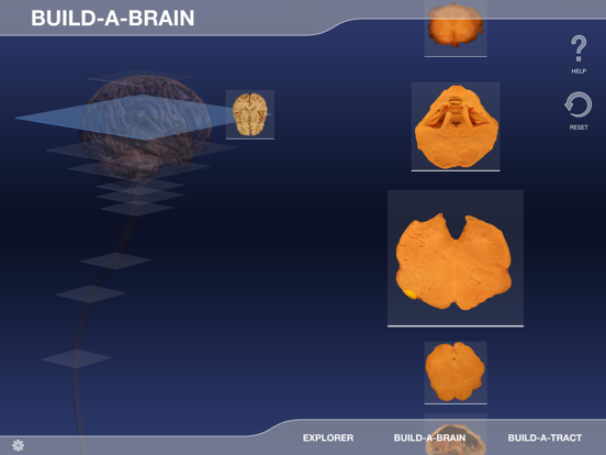 Screenshot #6 pour Build-A-Brain Explorer
