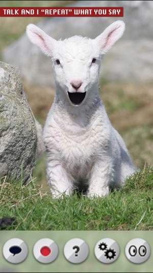 Talking Lamb(圖1)-速報App