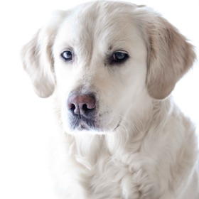 螢幕擷取畫面 (4) Golden Retriever: Dog Breed Guide