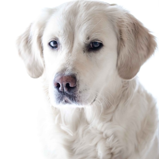 Golden Retriever: Dog Breed Guide icon