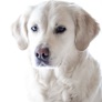 Golden Retriever: Dog Breed Guide app icon