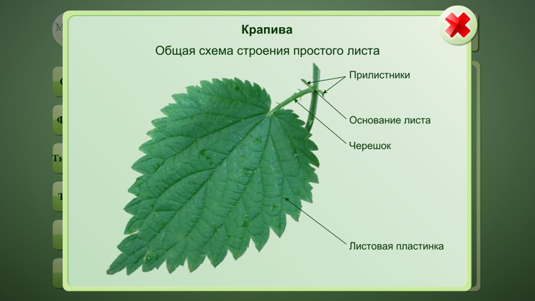 Biology Plant handbook