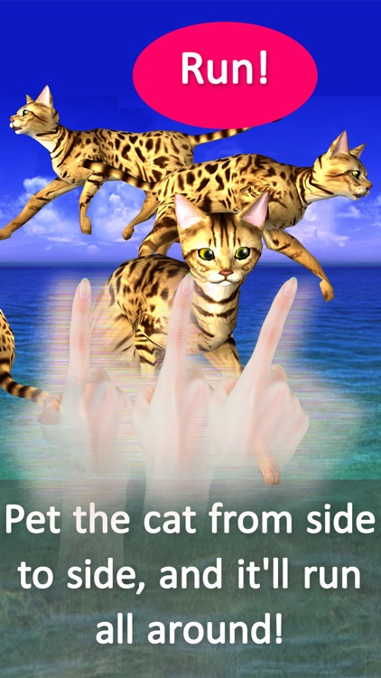 Bengal Petting Cat! More! To love the cat!