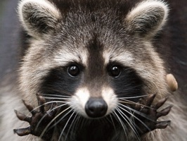 Use these animals to improve your conversations
