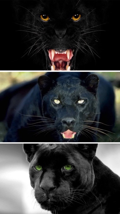 Wild Black Panther Wallpapers & Animal Pictures screenshot-3