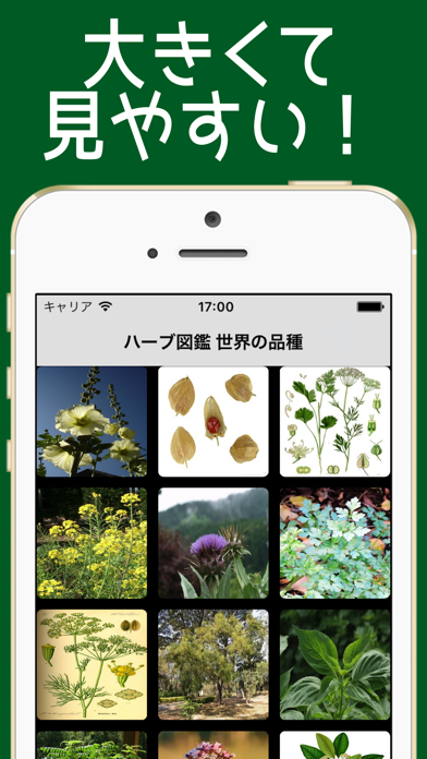 はーぶ図鑑 世界の品種 =ハーブ80種類=のおすすめ画像3