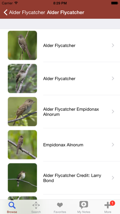 2000 Bird Species with Guides Screenshot