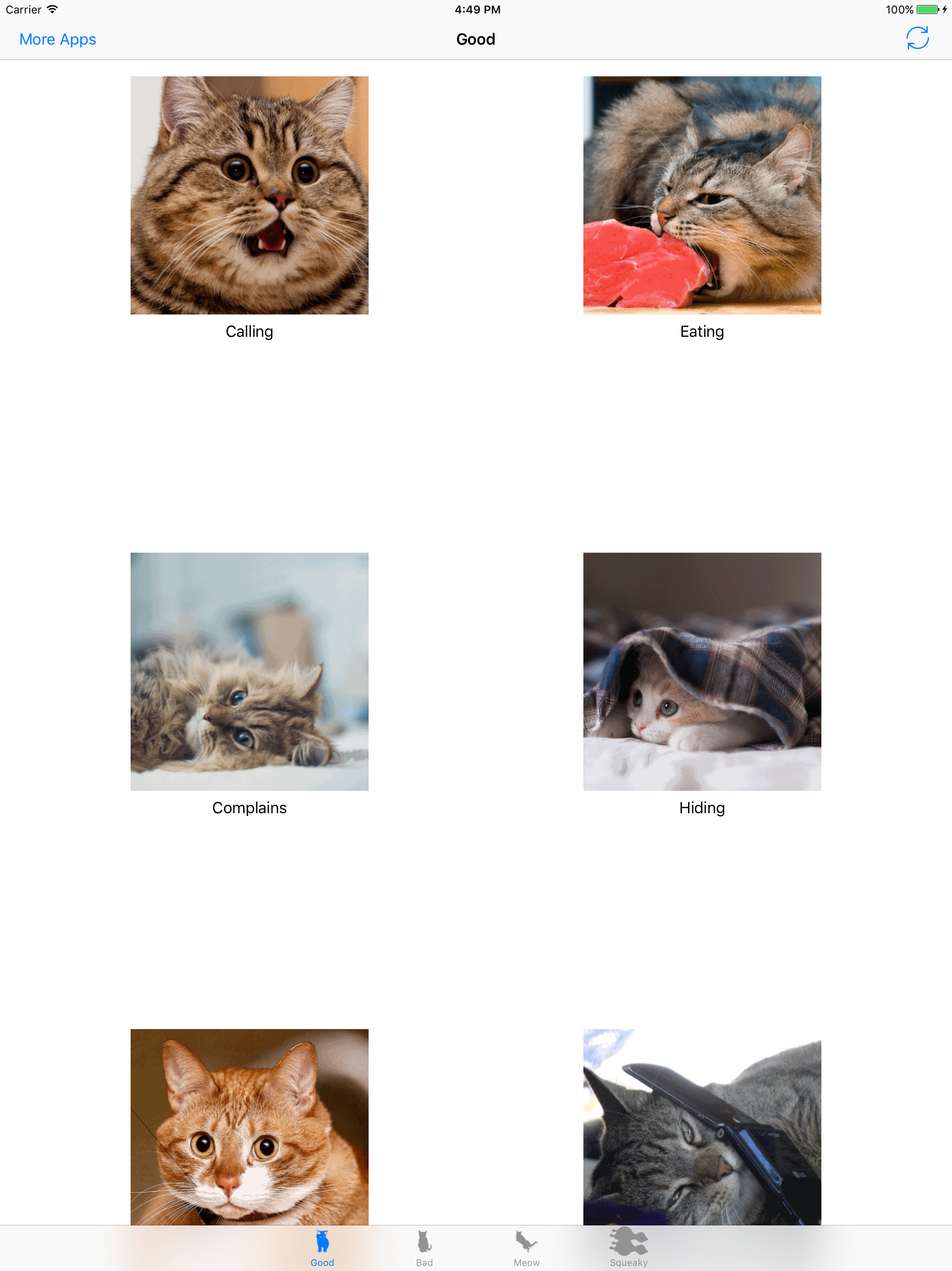 Cats sounds: real and fun sounds for cat lovers