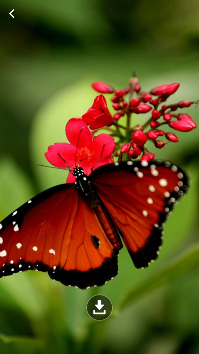HD Wallpaper : Butterflyのおすすめ画像1