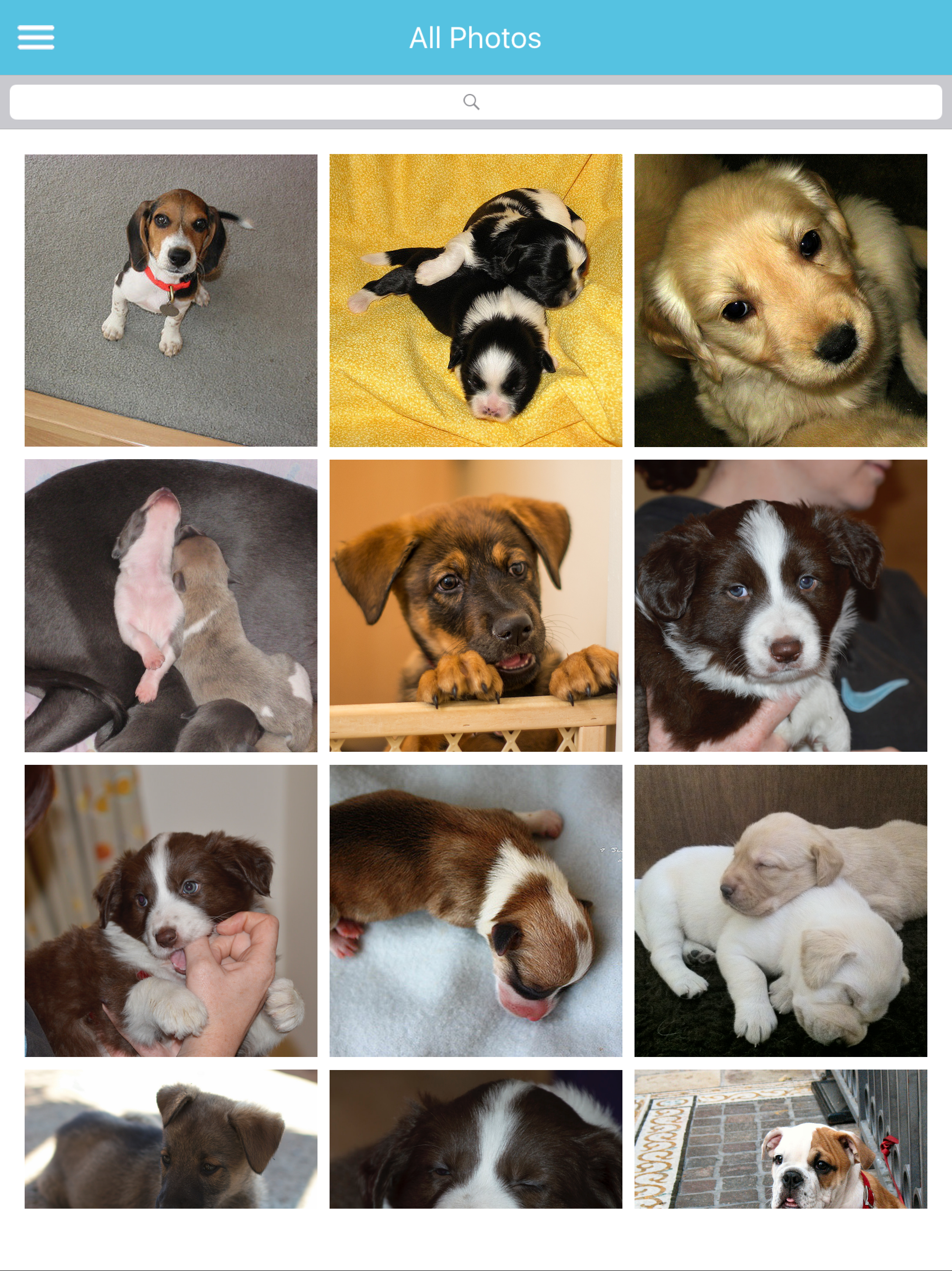 Cute Puppies Images screenshot 7
