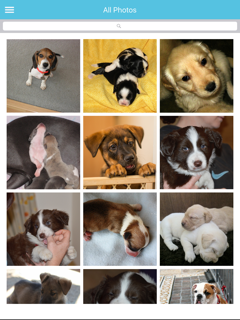 Cute Puppies Images screenshot 7