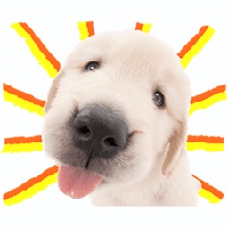 Funny Dogs Stickers