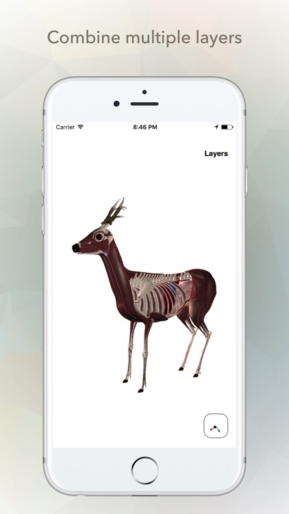 Deer Anatomy screenshot-3