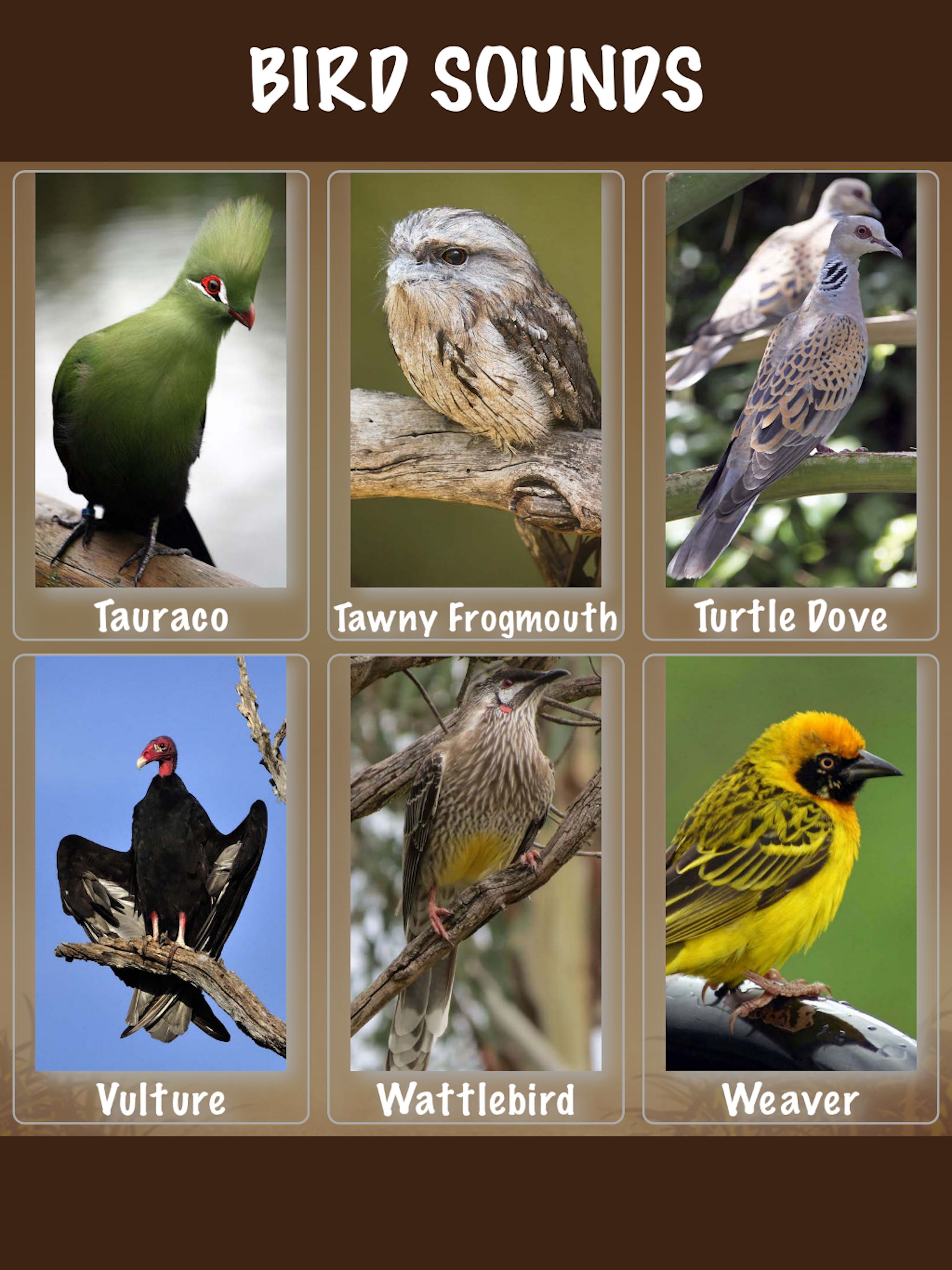 Bird Soundx