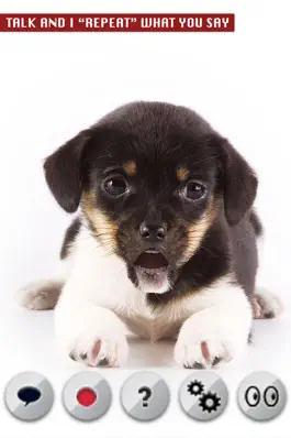 Game screenshot Talking Dog mod apk