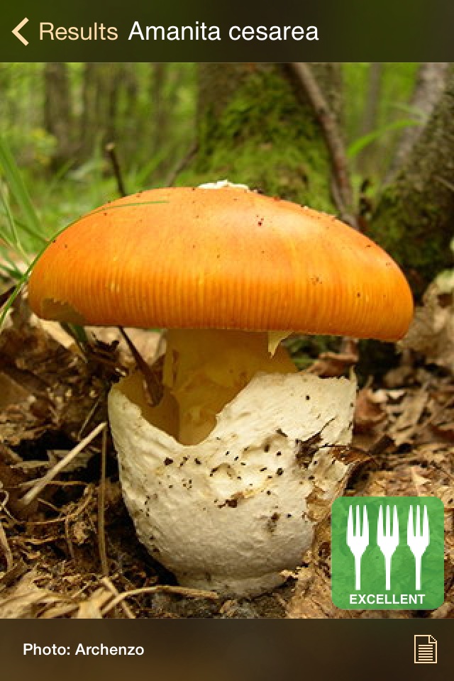 iFunch Lite - Mushrooms screenshot 4