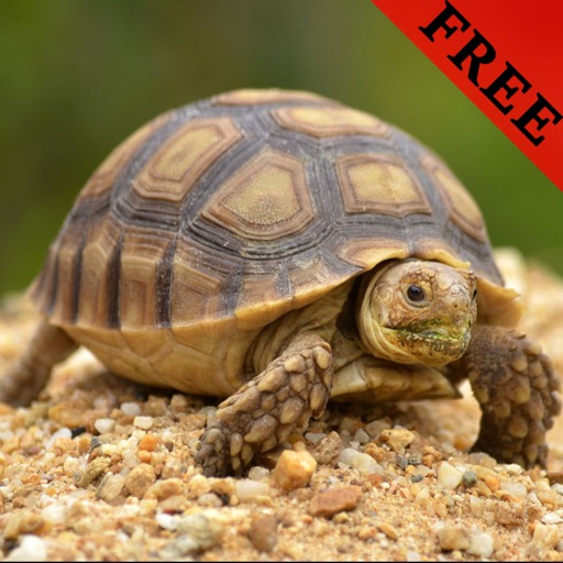 Turtle Video and Photo Galleries FREE