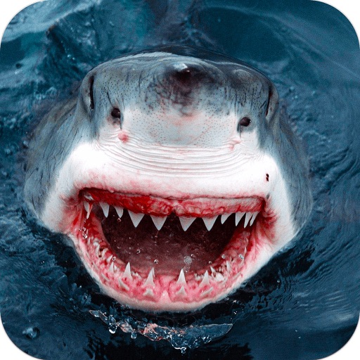 Sniper Shoot of Shark > Safari Hunt Free games icon