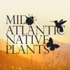 Mid Atlantic Native Plants