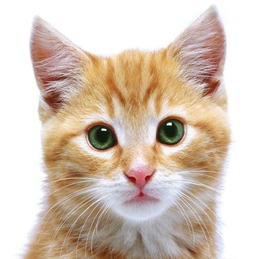 World of Cats HD icon