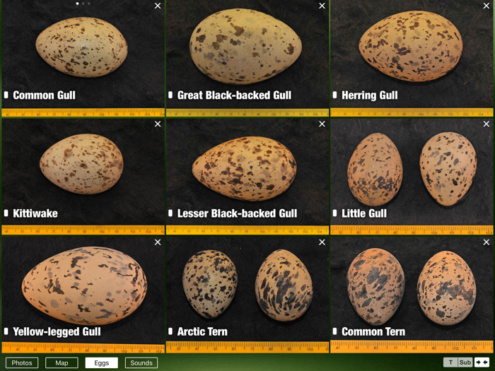 Birds of Great Britain - a Sunbird field guide