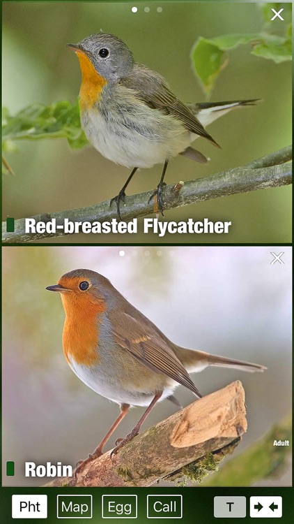 Birds of Great Britain - a Sunbird field guide