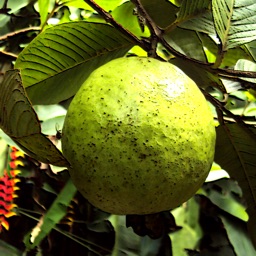 Tropical Fruit Airbrush - Coloring and Meditations