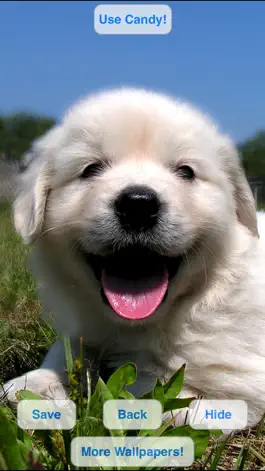 Game screenshot Cute Pets Slideshow & Wallpapers (HD) hack