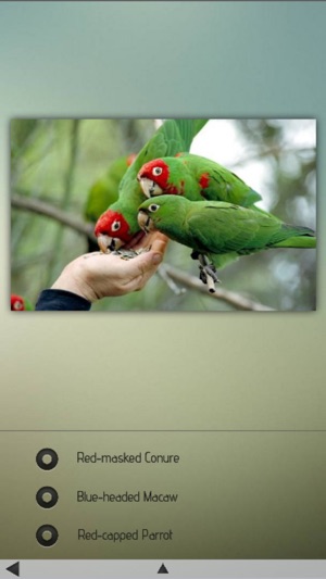 Parrots Wiki(圖5)-速報App