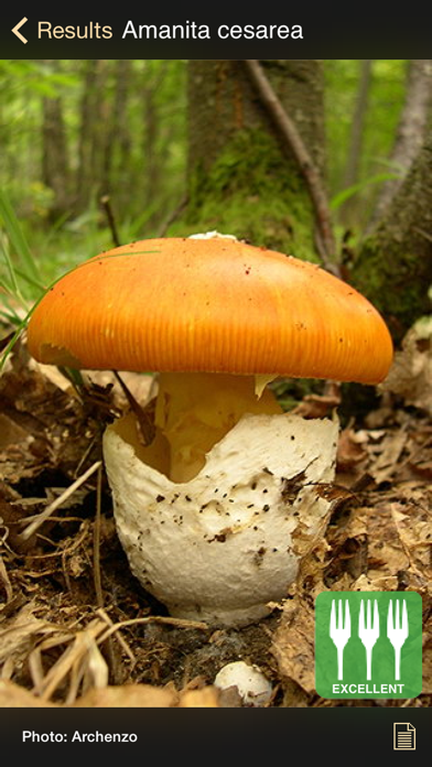 iFunch Lite - Mushroomsのおすすめ画像4