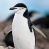 奇妙的朋友萌萌百科动物系列：风度翩翩的绅士 企鹅