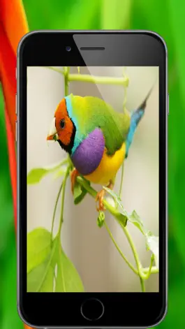 Game screenshot اصوات الطيور apk