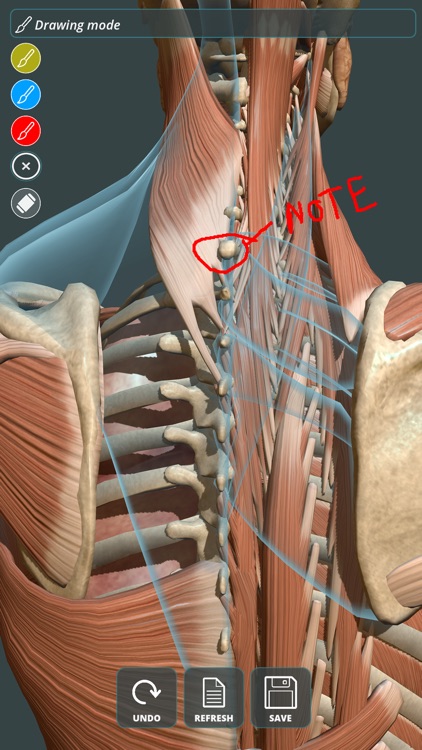 Visual Anatomy 3D | Human